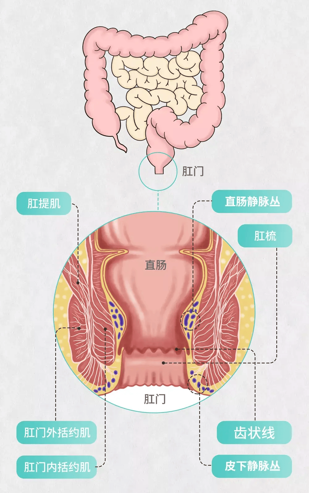 治疗痔疮的最好办法竟然是