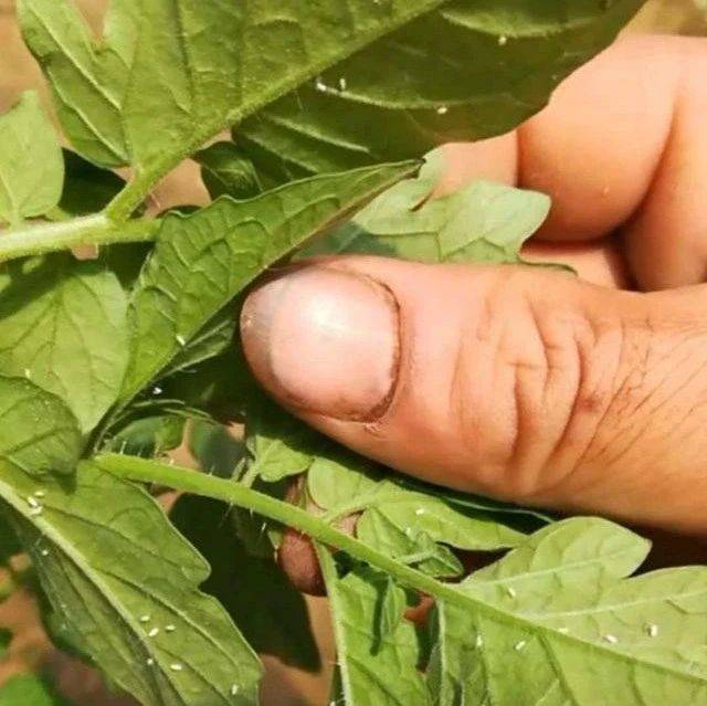 防治番茄上的白粉虱，只用这三招，就能杀灭干净_危害_叶片_mm