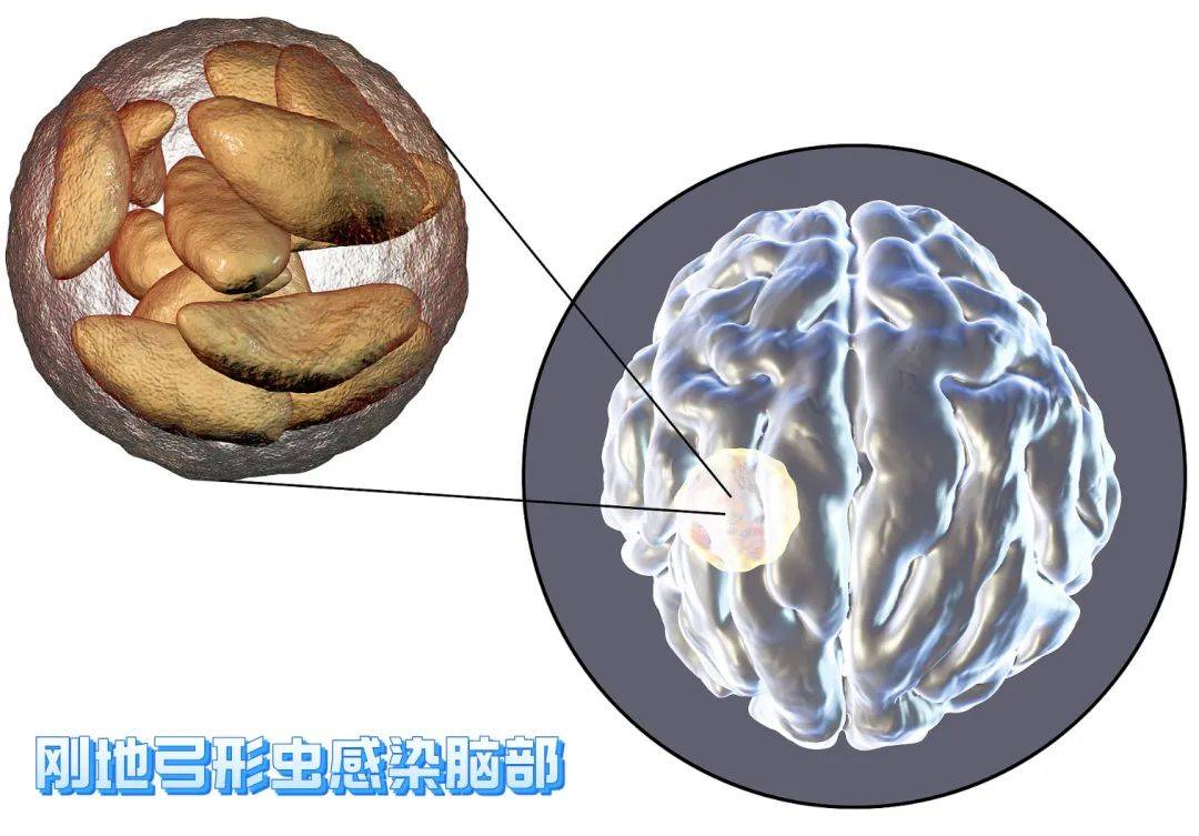 寄生虫洗脑图片