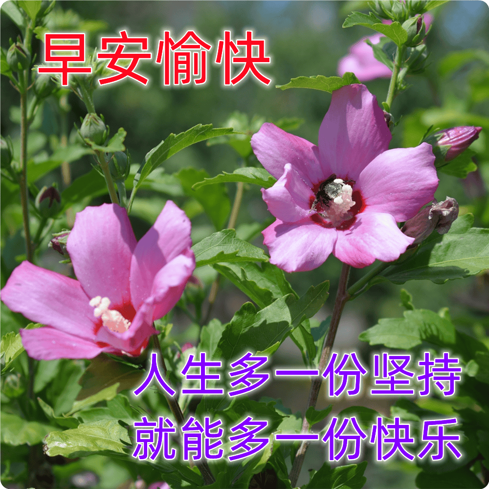 早上简短美句问候语(早上简短美句问候语高温天气的句子)