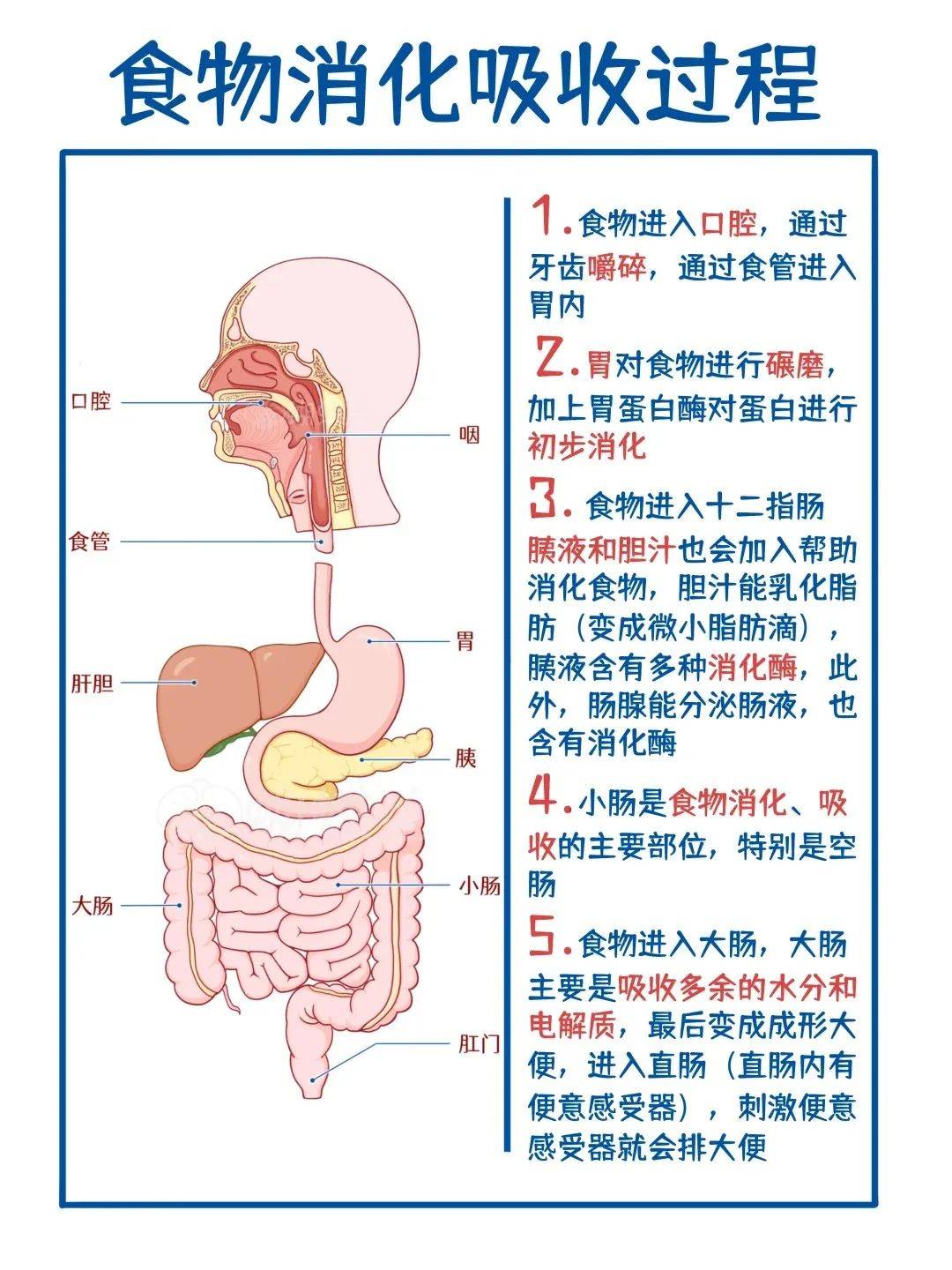 解读消化密码,守护消化健康