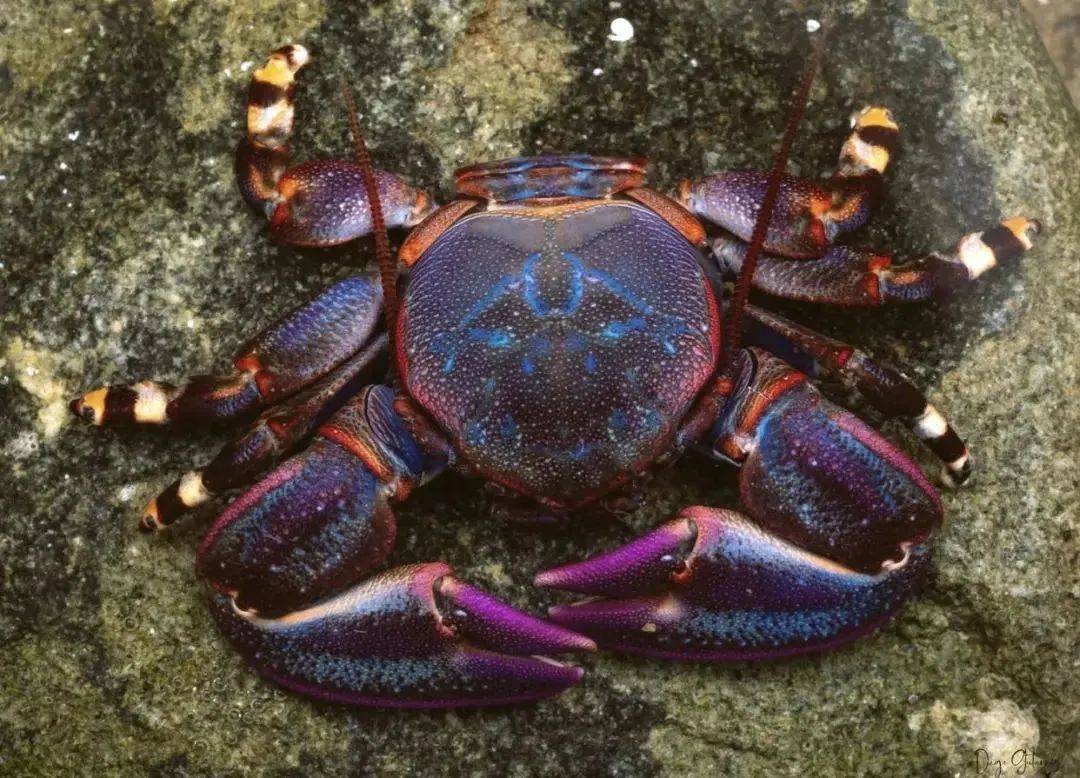 腿断了还能再生?这个螃蟹有点疯狂