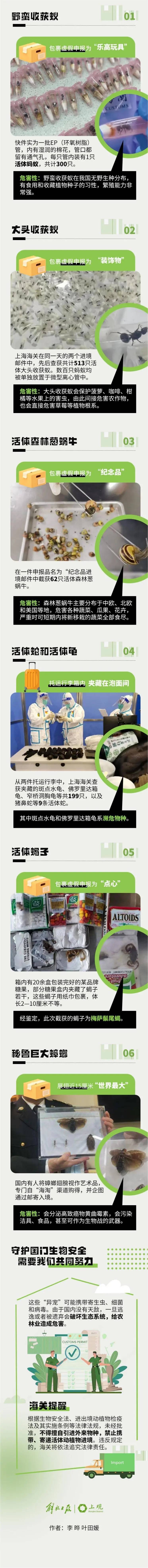 事发上海浦东机场!海关打开装有电水壶的箱子,竟发现979只活体蚂蚁 事发上海浦东机场!海关打开装有电水壶的箱子,竟发现979只活体蚂蚁
