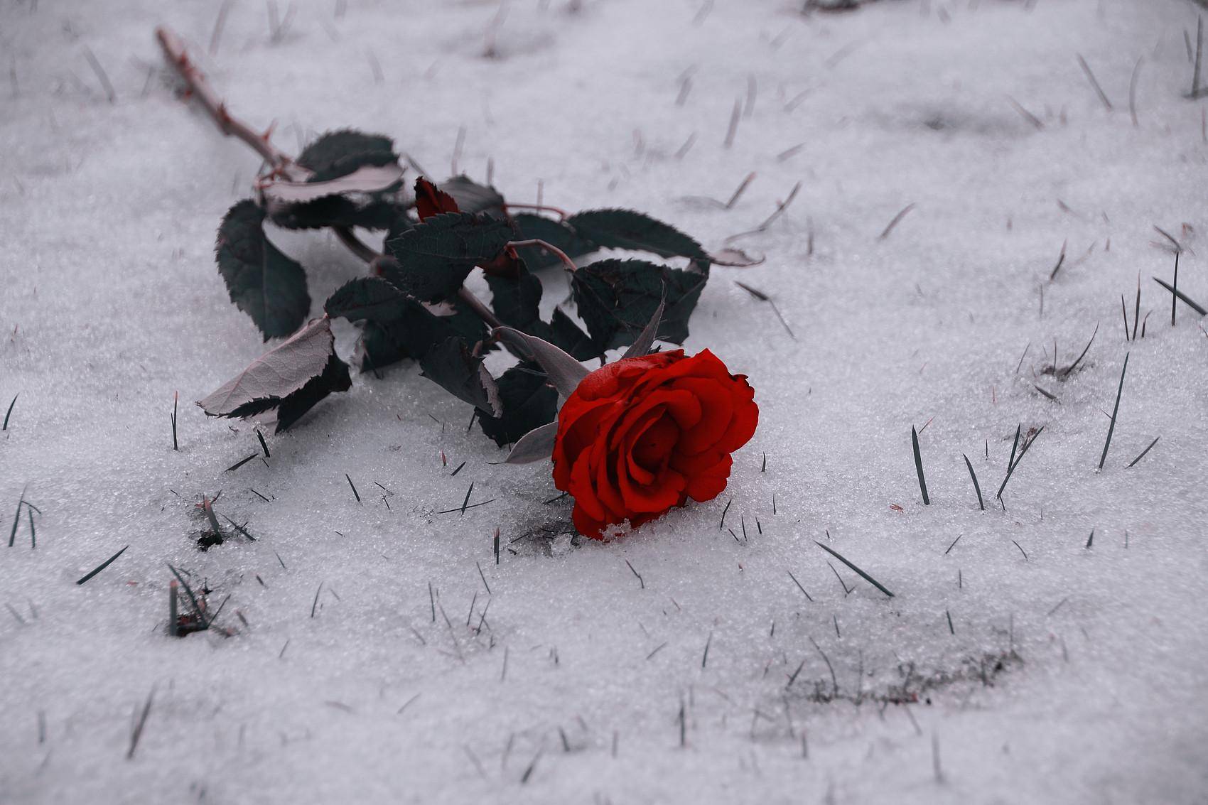 分手丧偶导致伤心过度,"心碎"真的是种病?