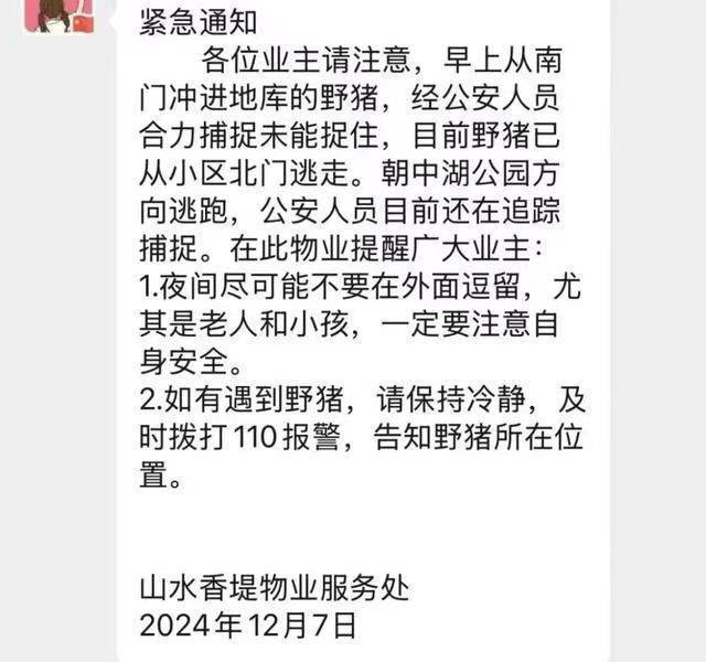野猪闯入西安一小区，当地回应已捕获并妥善处理