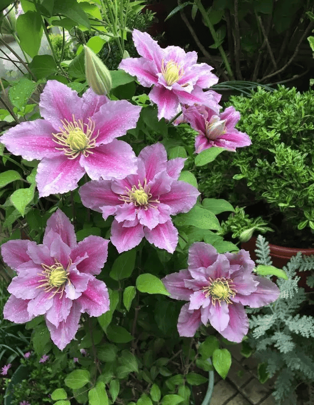 茂的状态,只要光照充足,肥水得当,就能大量开花,花朵是那种清新的颜色