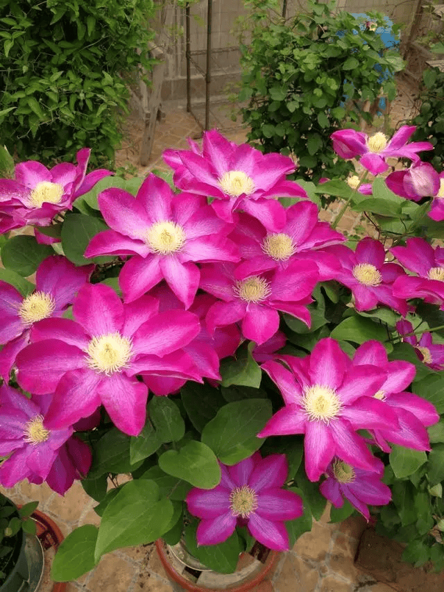 粉香槟属于大花铁线莲,二类中度修剪,花朵虽然是单瓣的花,但是花瓣