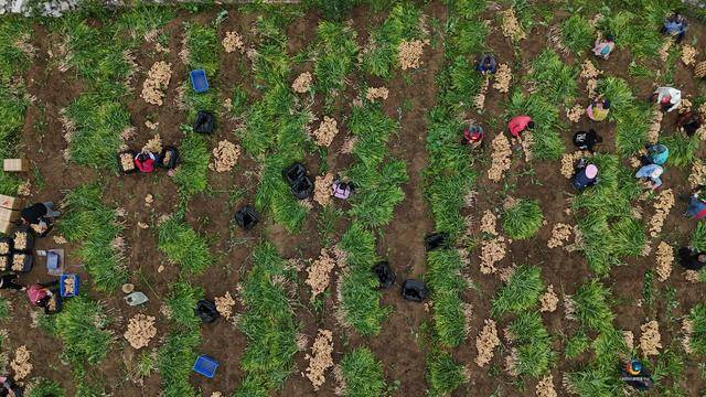 六枝特区木岗镇戛陇塘村:生姜种植共赴美好“姜”来_姜田_村民_张聪