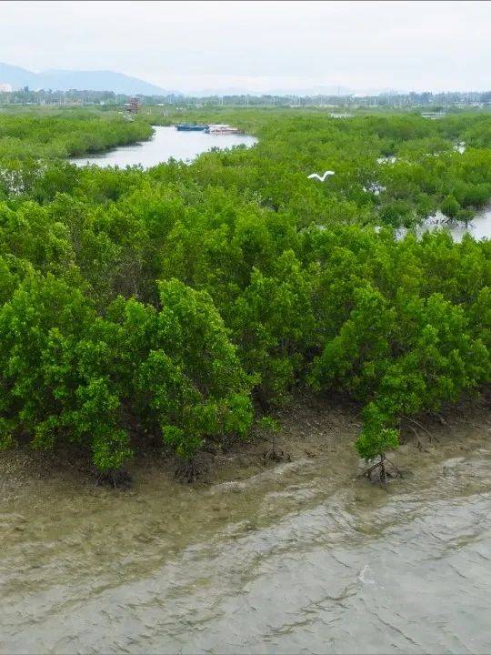 海南红树林湿地公园图片