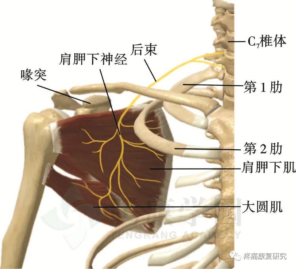 肩胛背神经 来自搜狐网