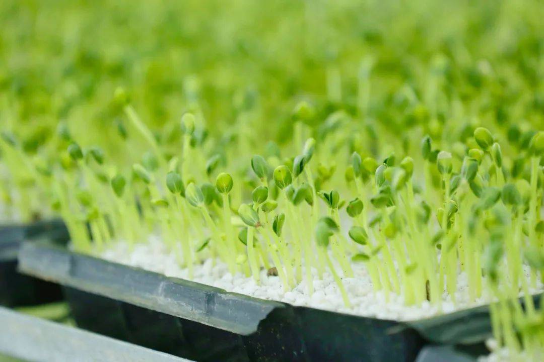 贵阳开云体育平台贵安：做优农业“芯片” 推动种业振兴(图5)