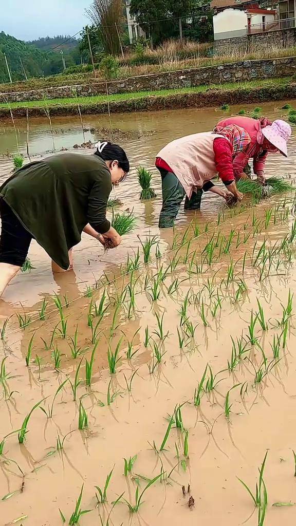 云南插秧 插秧