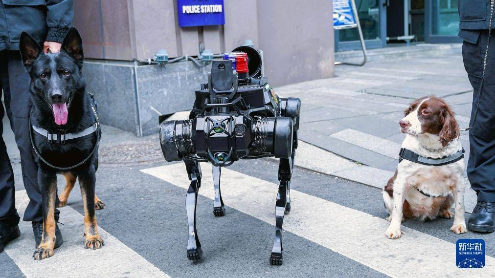 12月12日拍摄的警用机器狗与两只警犬