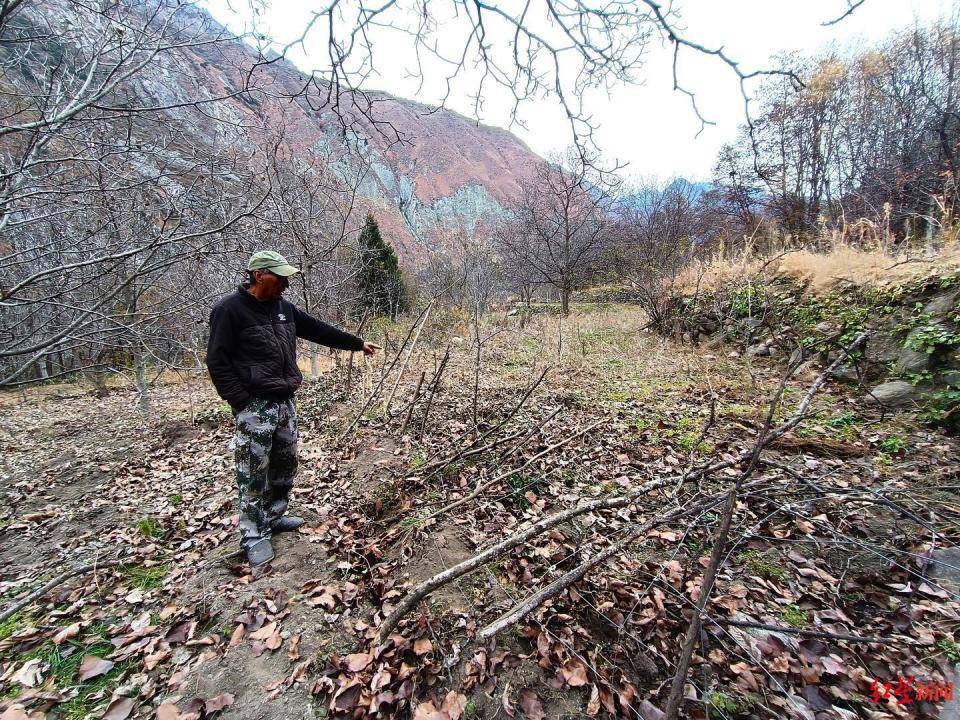 揭秘“野豬獵捕隊”丨海拔3000米高山密林，記者跟隊直擊獵捕野豬全過程