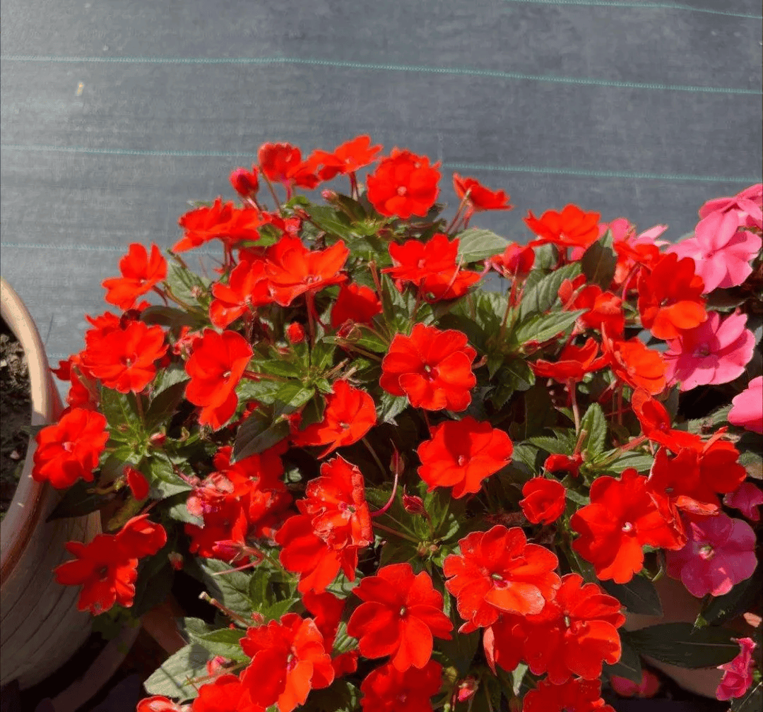 老年人喜欢养的4种花,重在养心,颜值也不差!