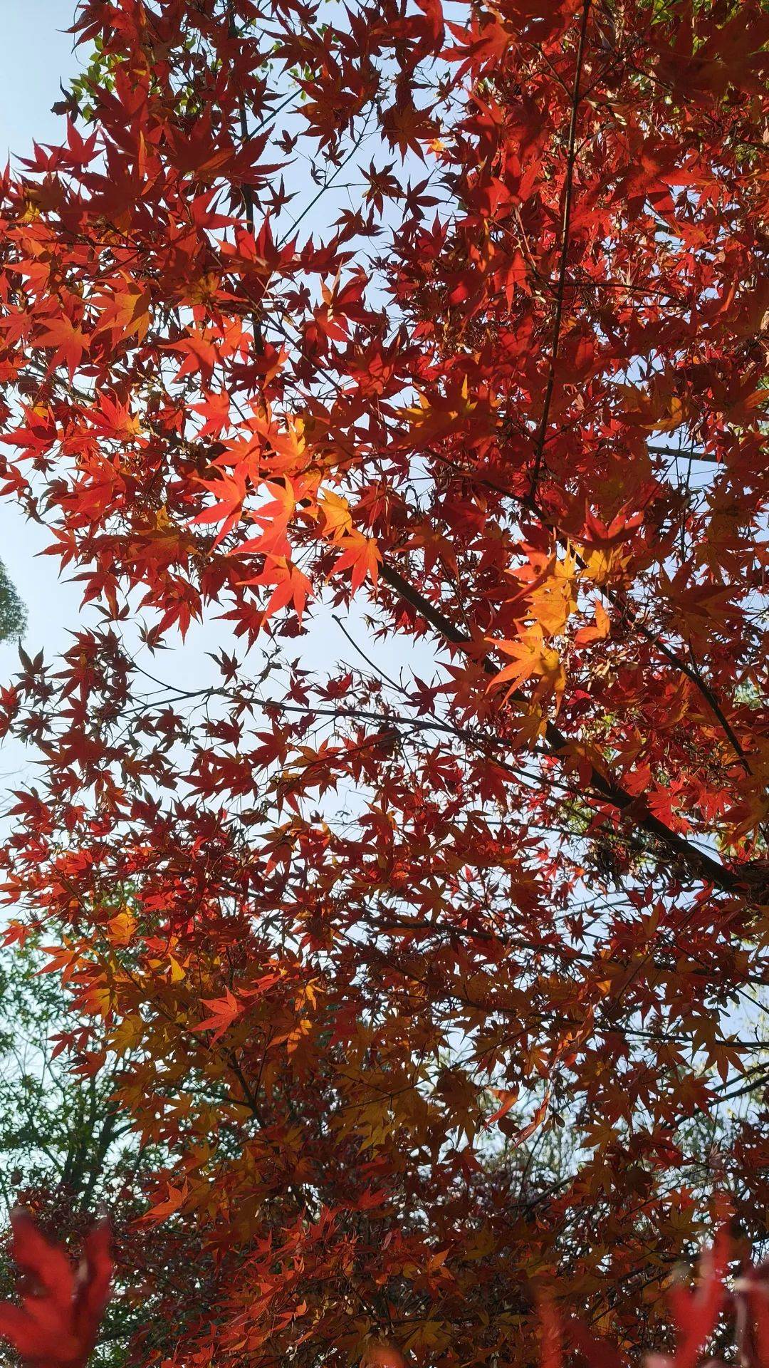 吉首花果山图片