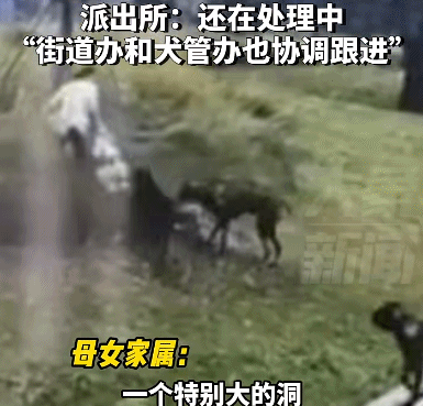 母女在公园遭四条大型犬撕咬,当地警方通报:2人被采取刑事强制措施 母女在公园遭四条大型犬撕咬,当地警方通报:2人被采取刑事强制措施