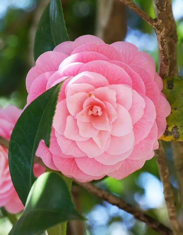 赏花听曲：中国十大名花