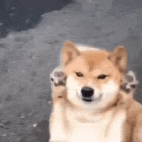 280_280gif 动态图 动图