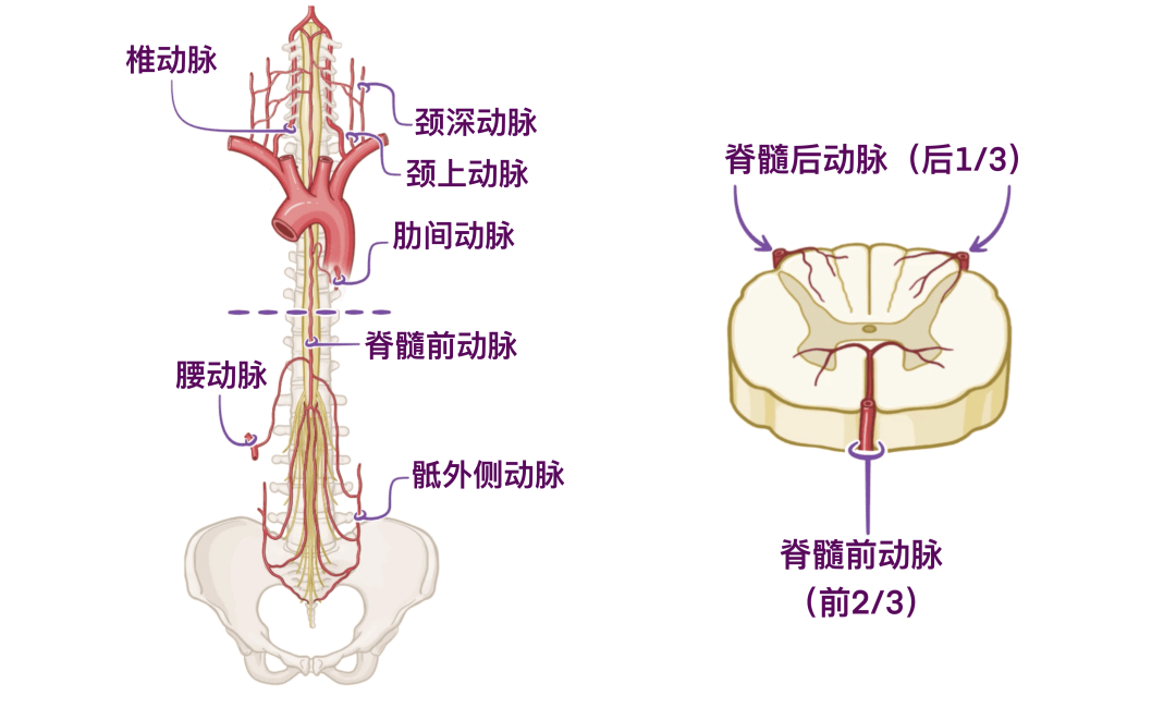 人体解剖学基础:脊髓