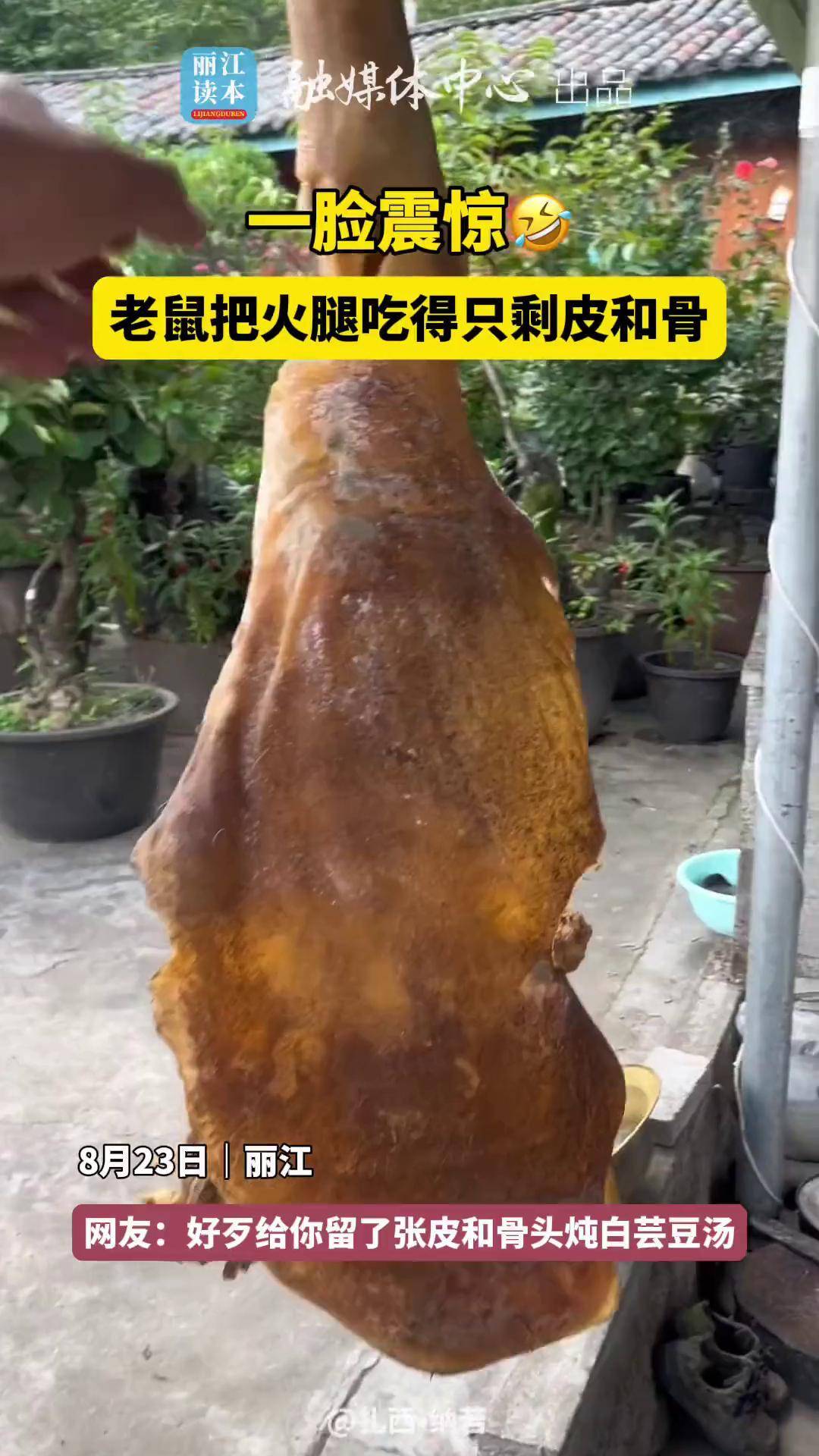 老鼠把丽江一村民家的火腿吃得只剩皮和骨丽江大小事 云南火腿来源