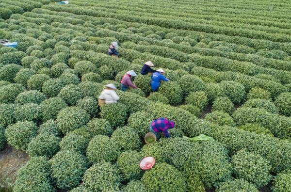 开云网址黄山传统名茶保护条例将施行各地茶保护专属法规有何特色(图2)