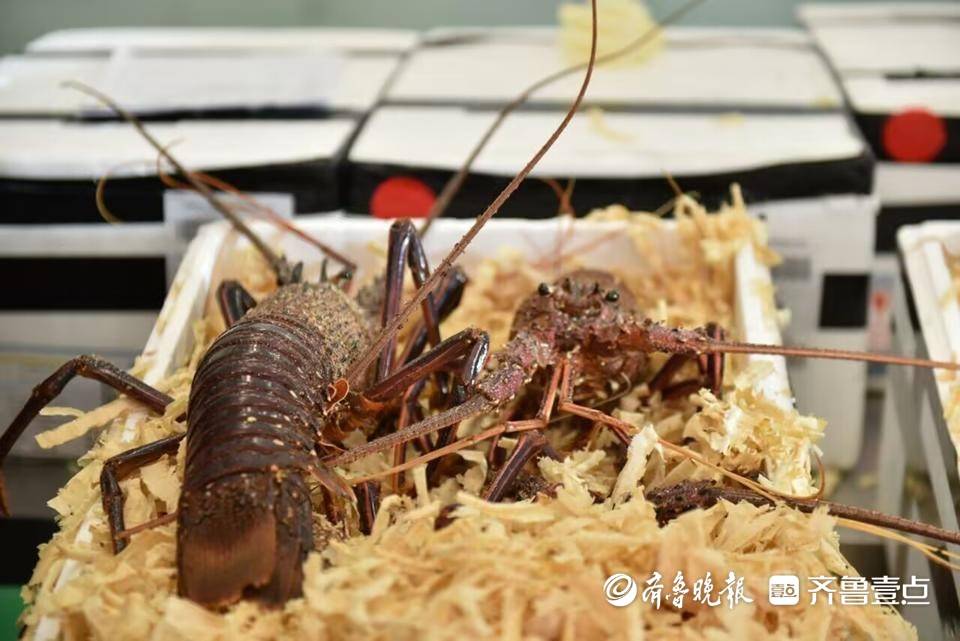 北方首批澳大利亚进口活龙虾抢“鲜”抵青，今年已保障生鲜超万吨
