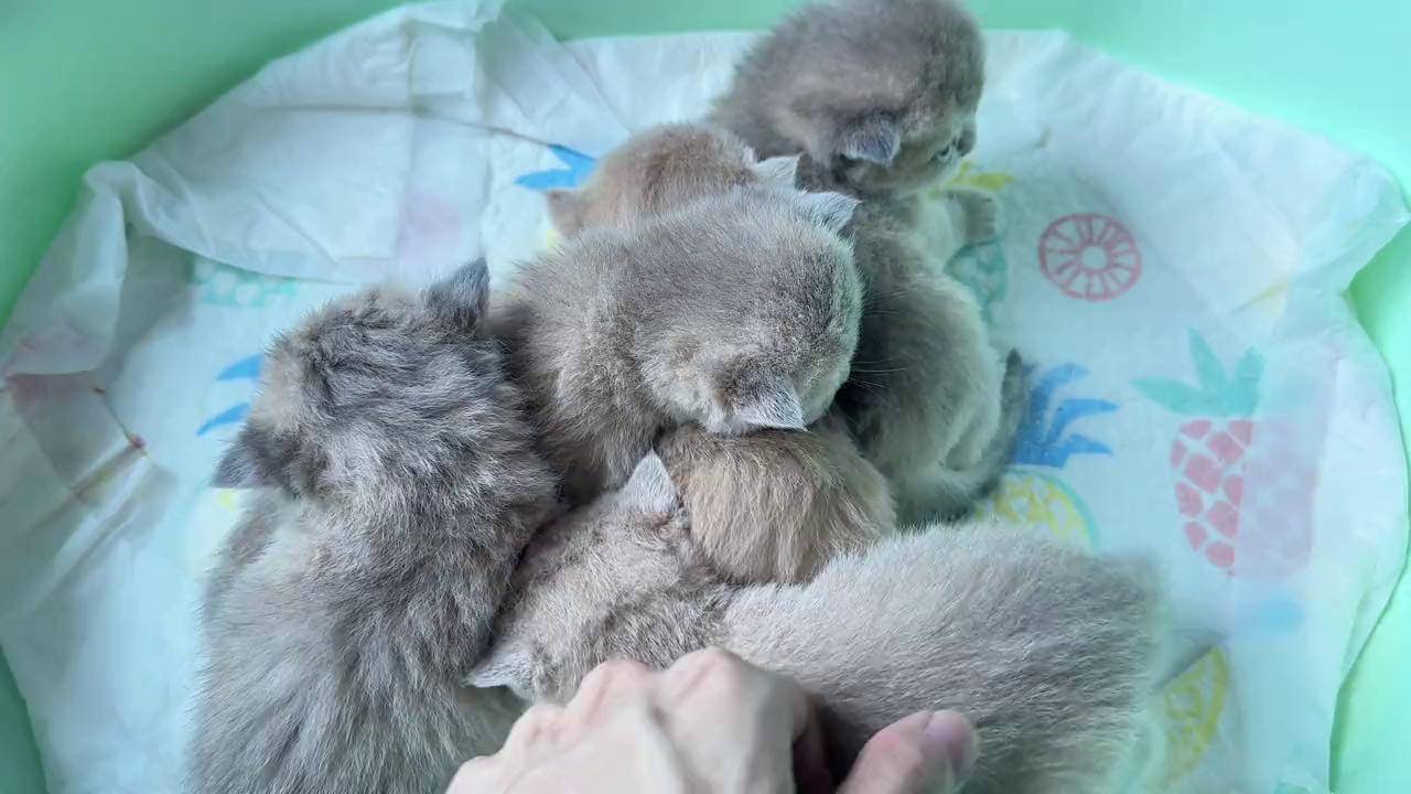 一窝刚满20天的蓝金小奶猫. 蓝金渐层 蓝金 英短蓝金渐层