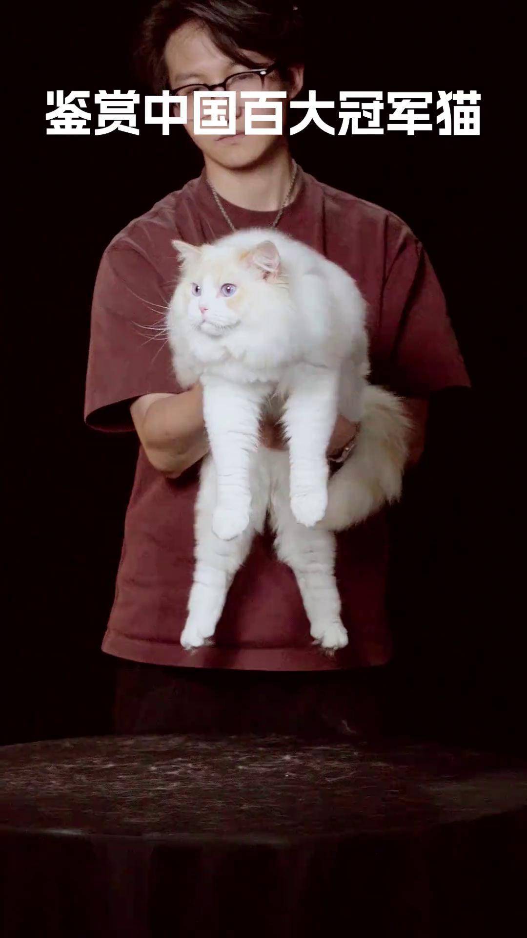 《鉴赏中国百大冠军猫》第四期布偶猫中 布偶猫布偶猫繁育人赛级布偶