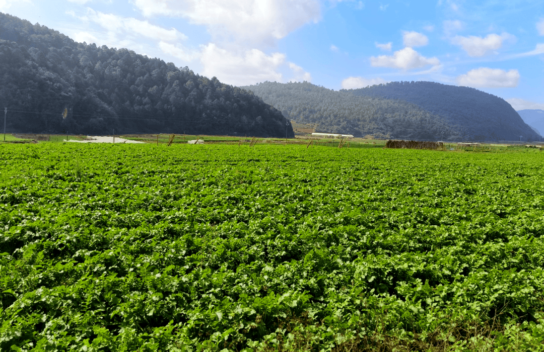 龙朋镇万亩白萝卜正式上市