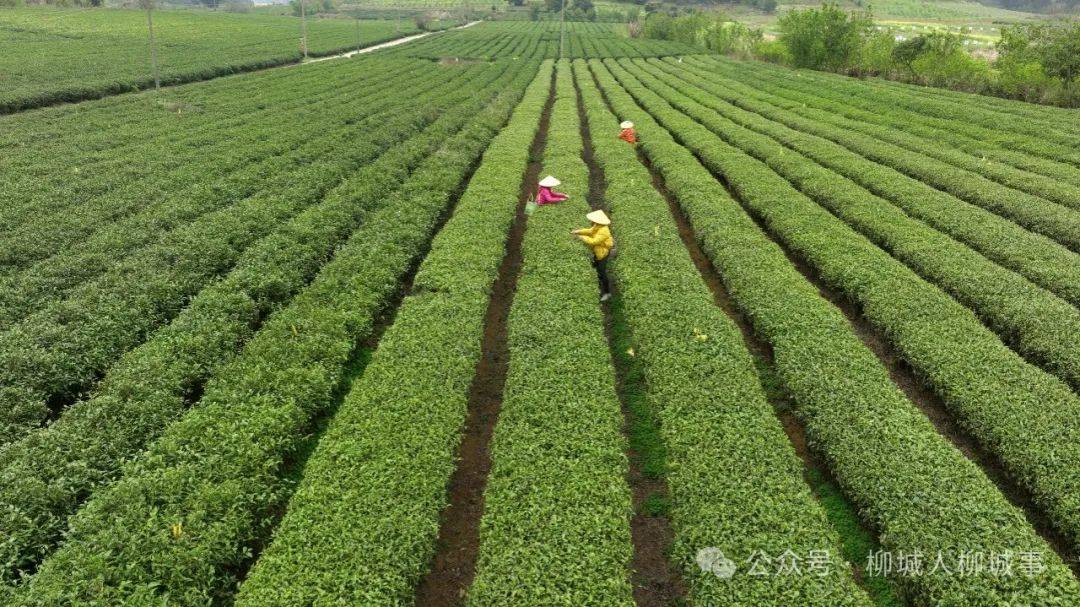 欧博体育下载柳城又一项目开工(图6)