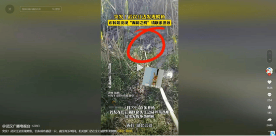 湖南岳阳回应“洞庭湖可钓区发现鳄鱼”：系2024年6月发生于武汉长江段