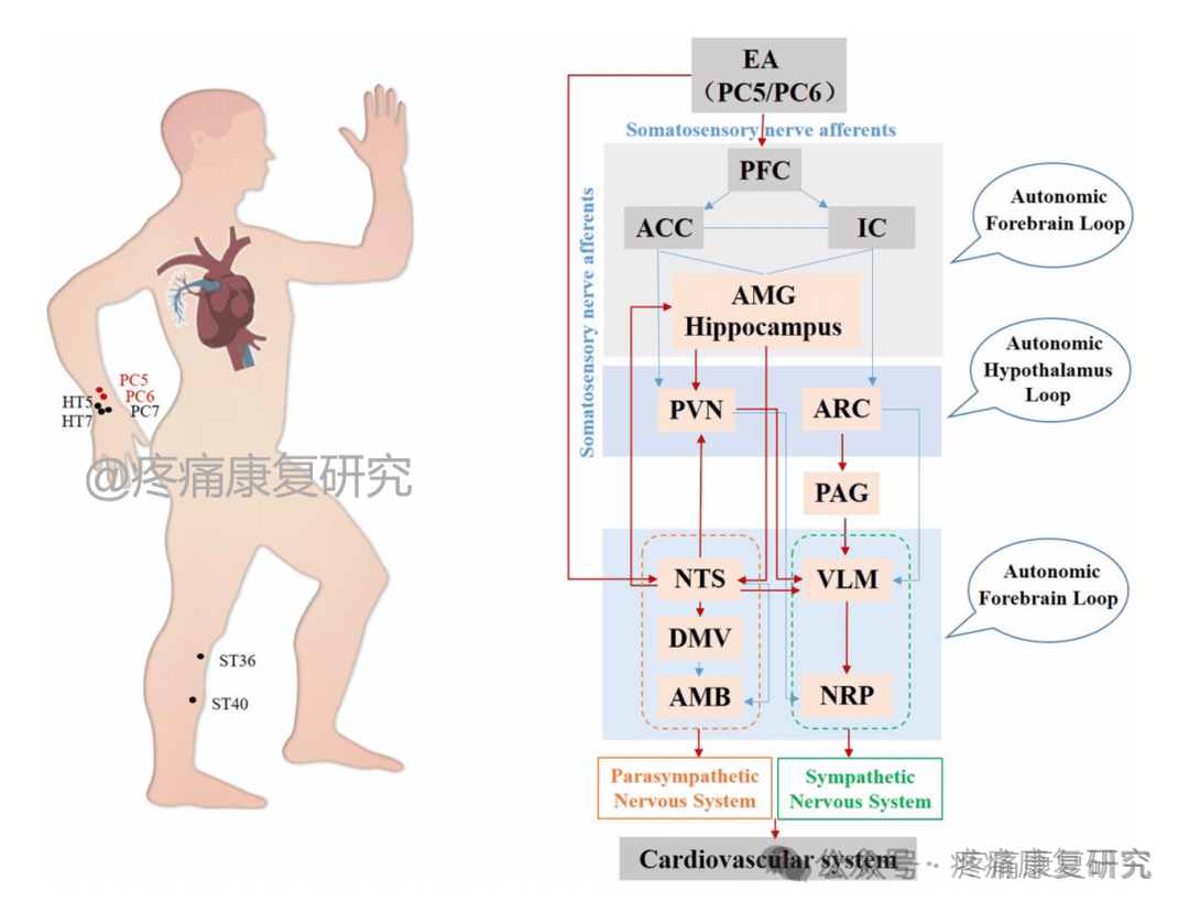 针刺与自主神经：探索身体的内在调节机制