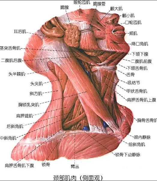 头外侧直肌图片