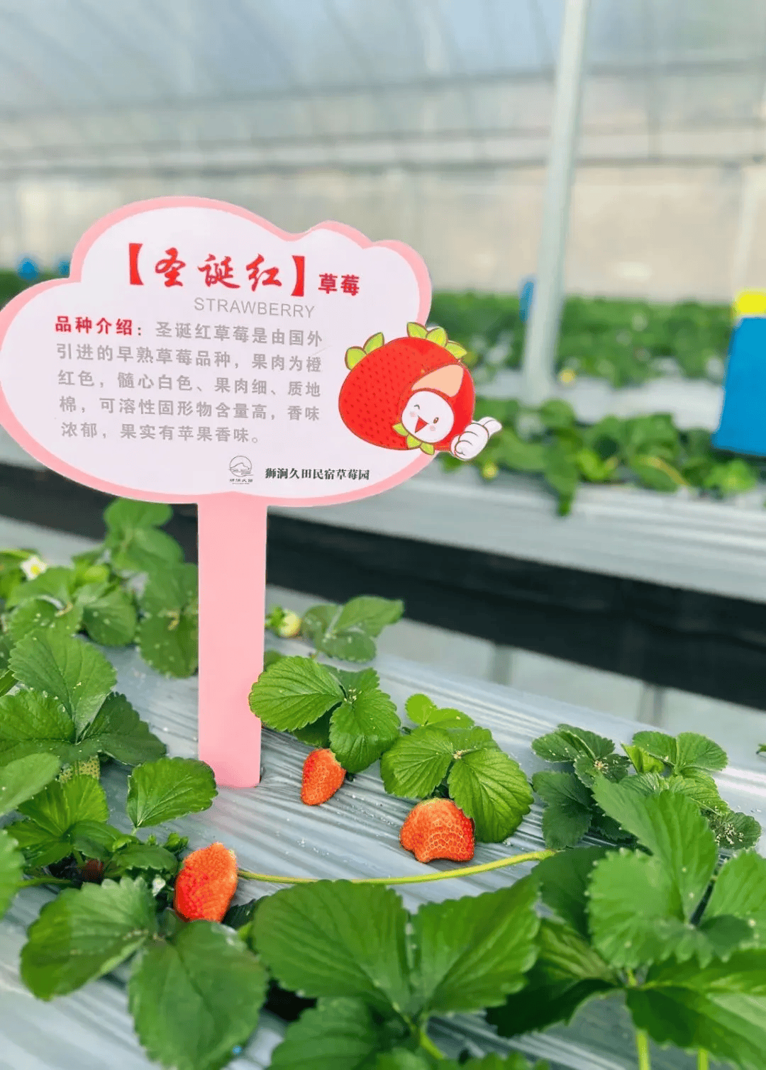 超甜2025年的第一颗草莓安排