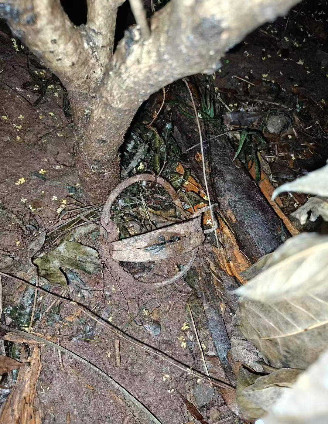 重庆一小区物业大规模投毒捕杀流浪猫？物业回应：通知表述欠缺考虑，已撤回