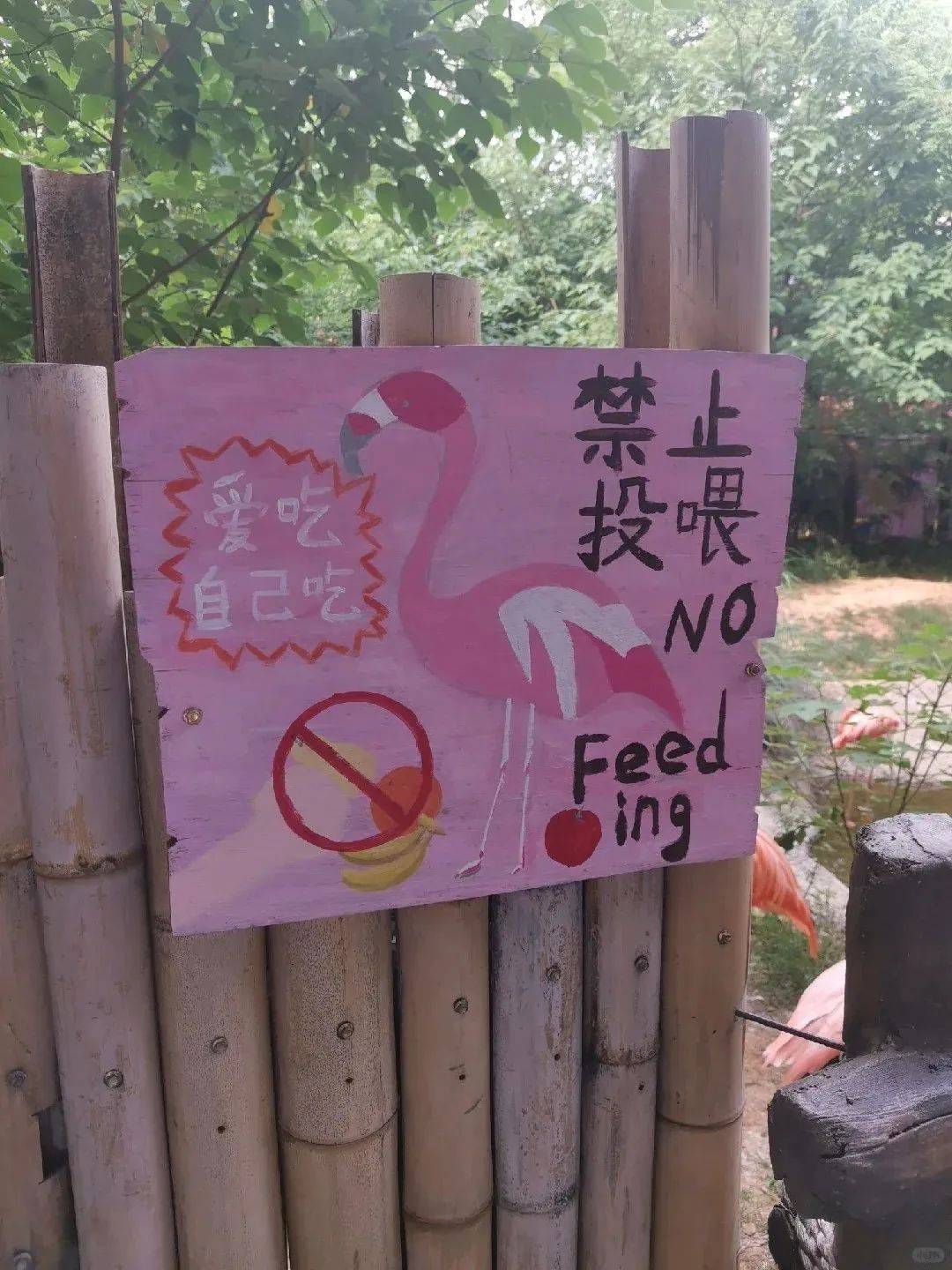 "不要拍玻璃,对我很无礼"还有禁止投喂经典文案的可爱小网红版:红山