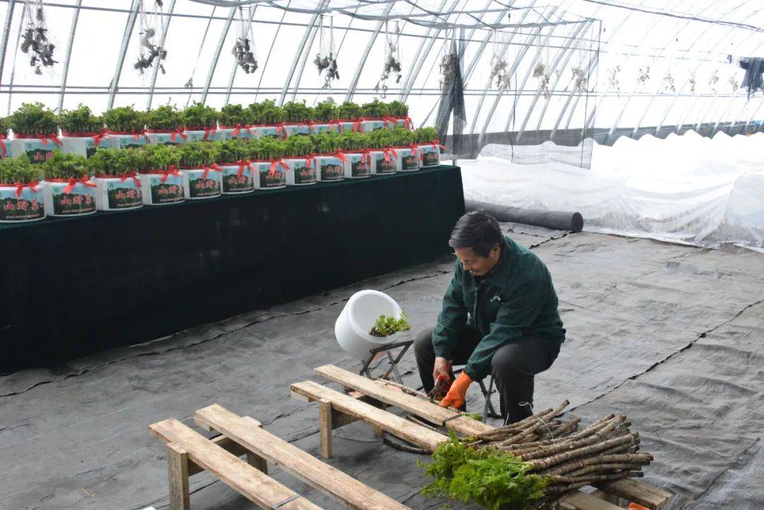 【产业之冬】苇河林业局有限公司：刺嫩芽盆栽点亮冬日食用观赏双优助力产业富企一竞技下载(图4)