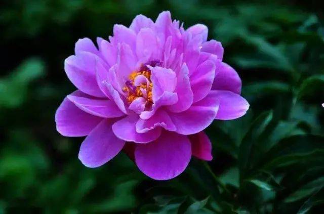 十大名花花中仙，芍药花颜！