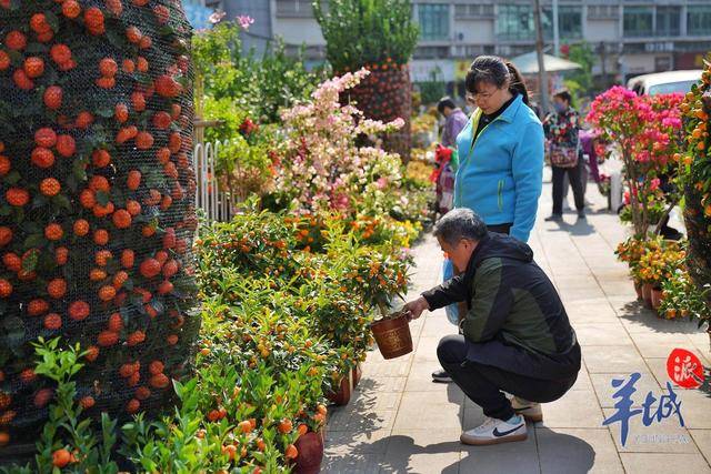 图集+视频｜走访广州岭南花卉市场：多品类年宵美嘉体育平台花上市花商积极备……(图2)