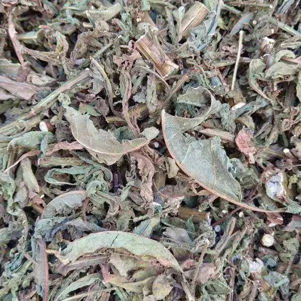 臭味"远扬"的臭灵丹草