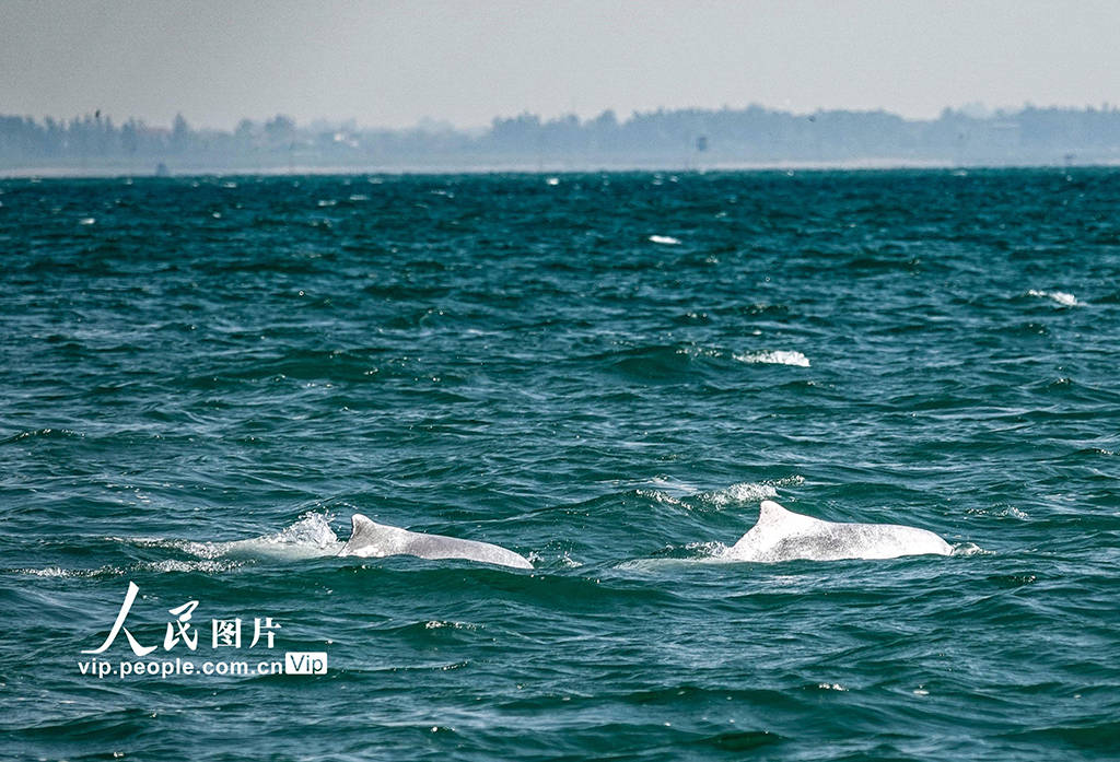 广西钦州:中华白海豚逐浪三娘湾