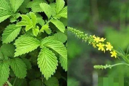 一个大补虚劳的方子，只需一味药材，从头补到脚！