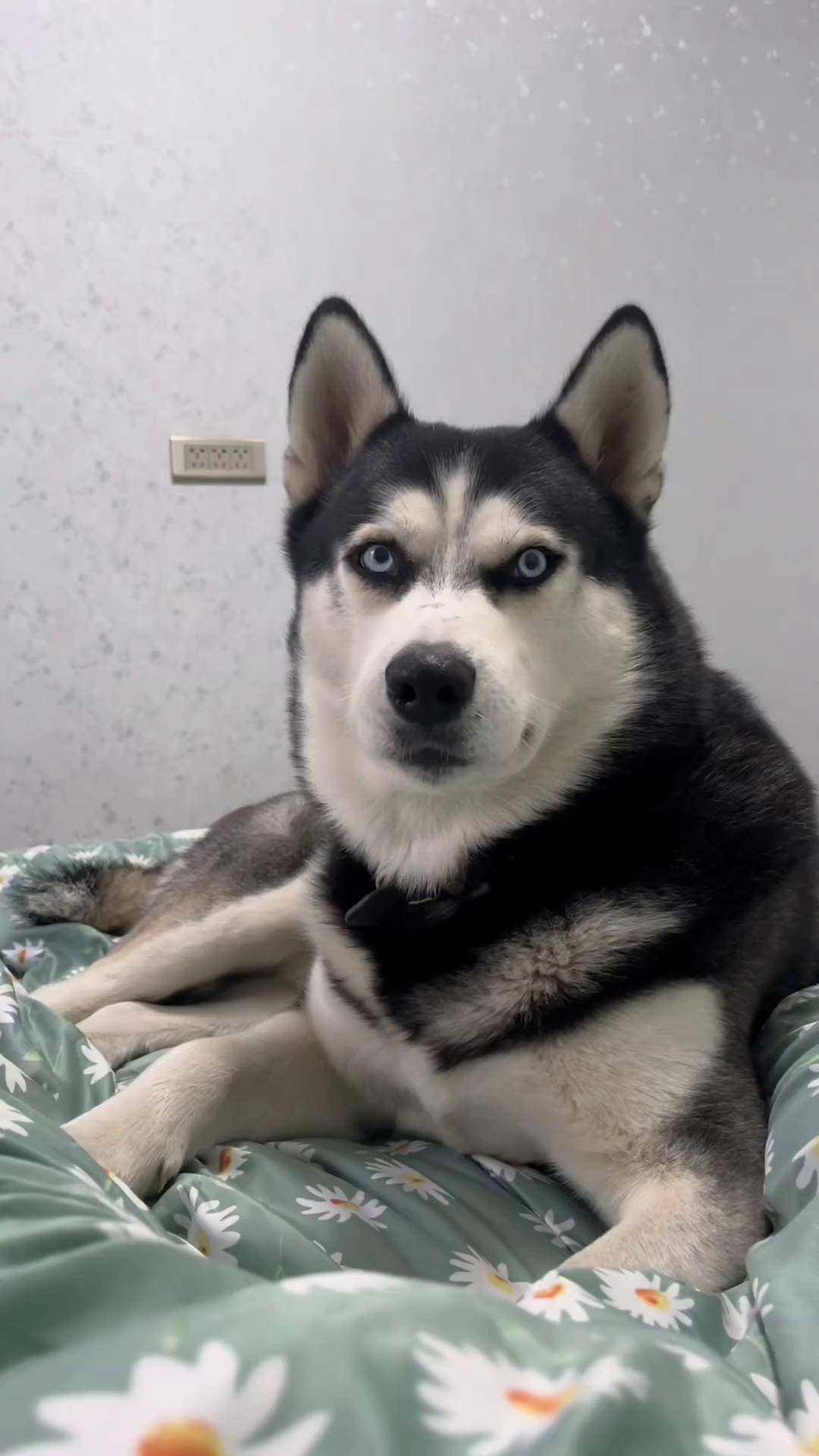 二哈到底是不是狗,怎么不会汪汪叫萌宠出道计划 哈士奇 二哈