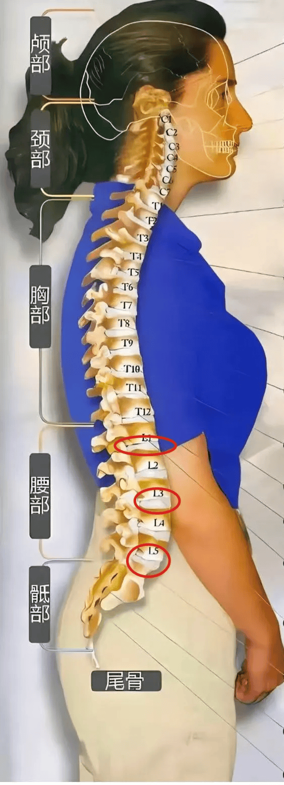 椎间盘突出了还能按回去?