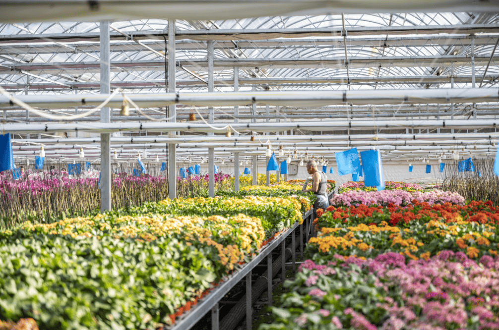 "花蝴蝶"解锁仪式感~延庆春节"锦上添花"