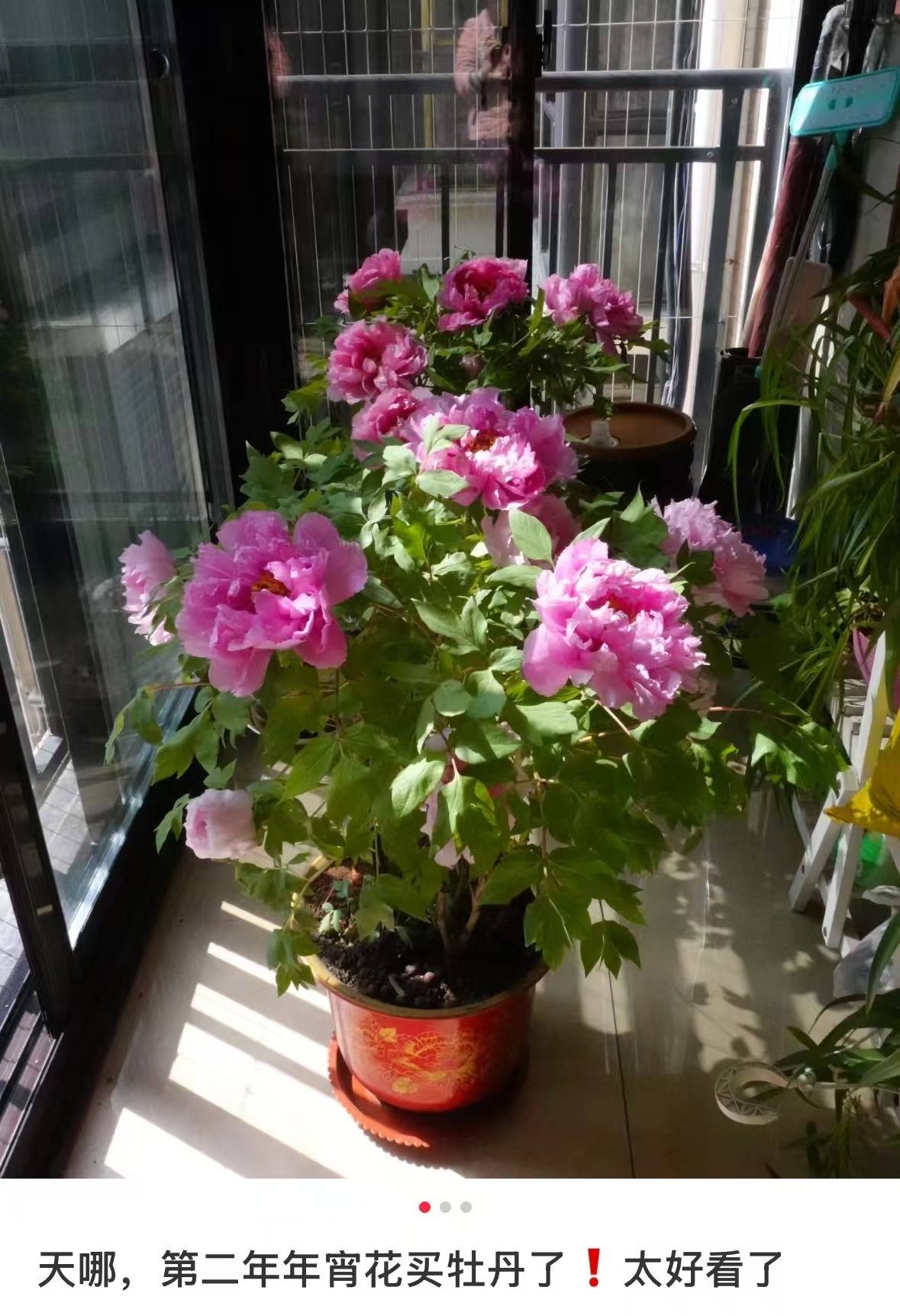 图片[4]-春节遇上“国色天香” 看看年宵花里的“中式美学” -华闻时空