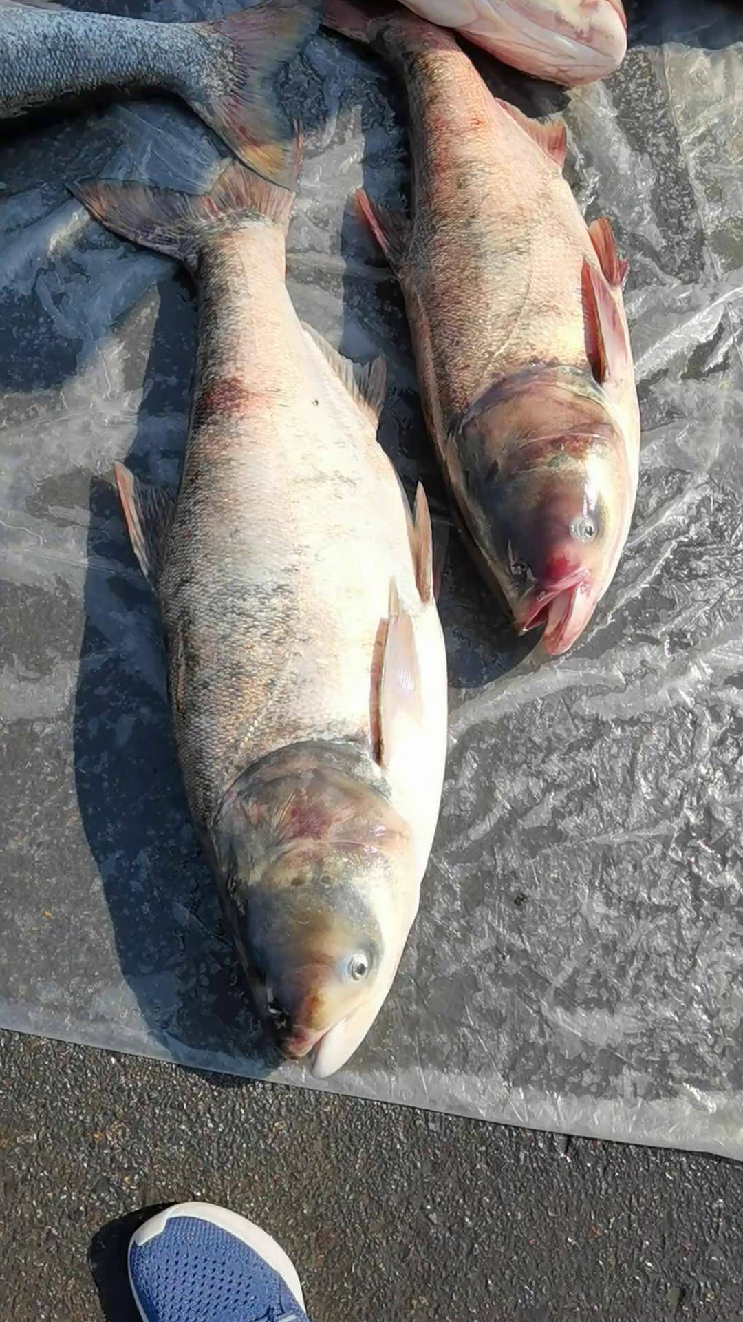 大花鲢三十多的 黄河大鲤鱼 黄河鲤鱼 野生鱼