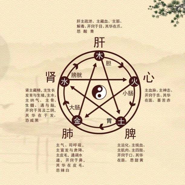 人体五脏|蕴含无上养生大道_木生火_关系_毒气
