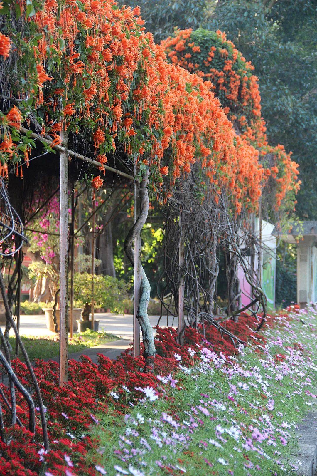 冬暖花开遇景洪来西双版纳热带花卉园一起赏花吧
